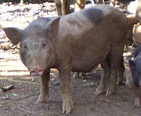 Pig De of E De people