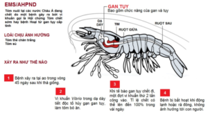 vi khuẩn EMS