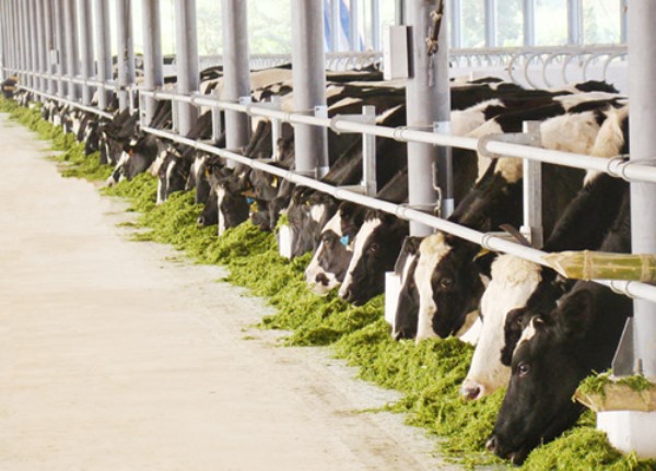 thuốc thú y bio, thuốc thú y, chăn nuôi bò sạch
