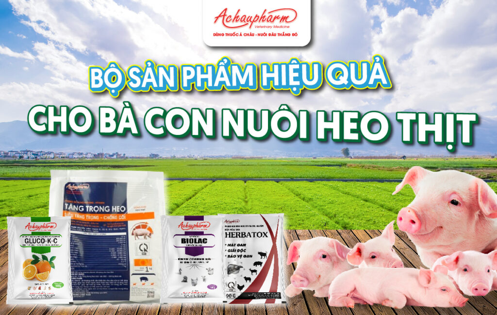 nuôi heo thịt