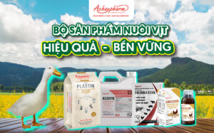 kỹ thuật nuôi vịt hiệu quả