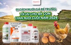 Nuôi gà đẻ nhiều trứng