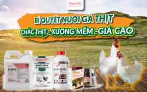 cách nuôi gà thịt hiệu quả