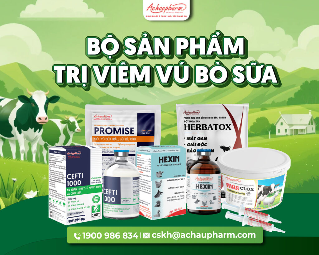 viêm vú trên bò sữa