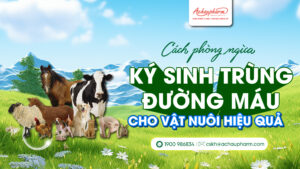 Cách phòng ngừa bệnh ký sinh trùng đường máu ở vật nuôi