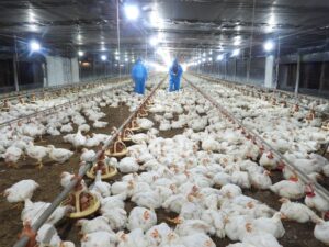 gà vẫn nhiễm bệnh dù chuồng trại sạch sẽ