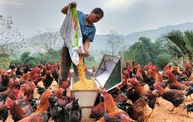 phân gà mắc bệnh viêm ruột hoại tử