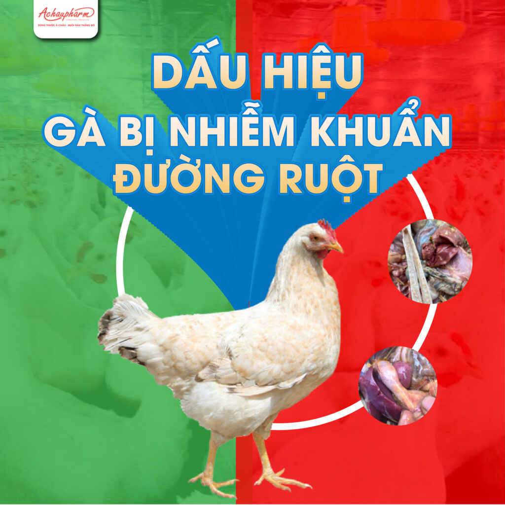  gà bị nhiễm khuẩn đường ruột 