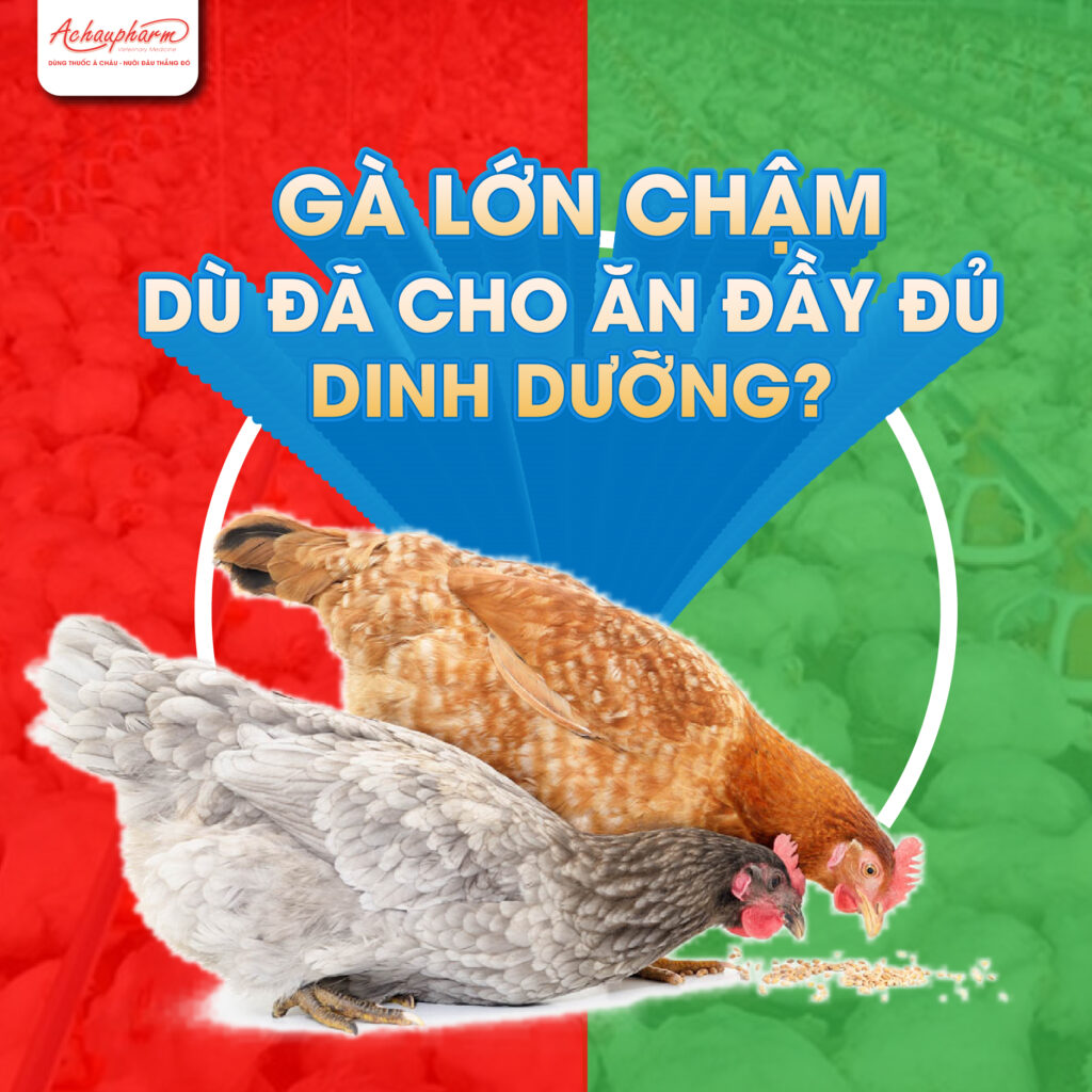 gà lớn chậm dù đã cho ăn đủ dinh dưỡng