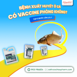 Bệnh xuất huyết ở cá có vaccine phòng bệnh không