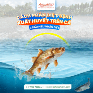 cách phân biệt bệnh xuất huyết ở cá nước ngọt