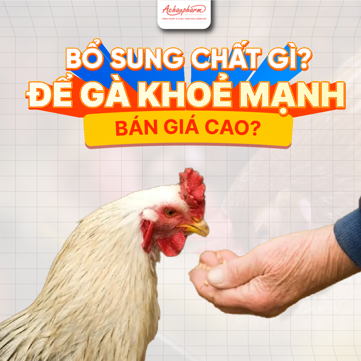 Bổ sung chất gì để gà lớn nhanh