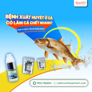 Cá bị bệnh xuất huyết bao lâu thì chết?