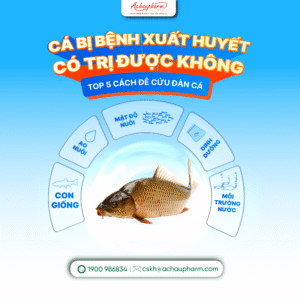 Cá bị xuất huyết có chữa được không?