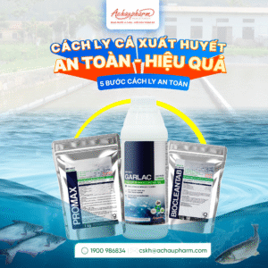 Cá bị xuất huyết nên cách ly như thế nào