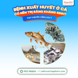Có nên dùng kháng sinh để trị bệnh xuất huyết cá nước ngọt không?