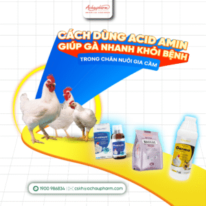 Dùng acid amin có giúp gà nhanh khỏi bệnh hơn không