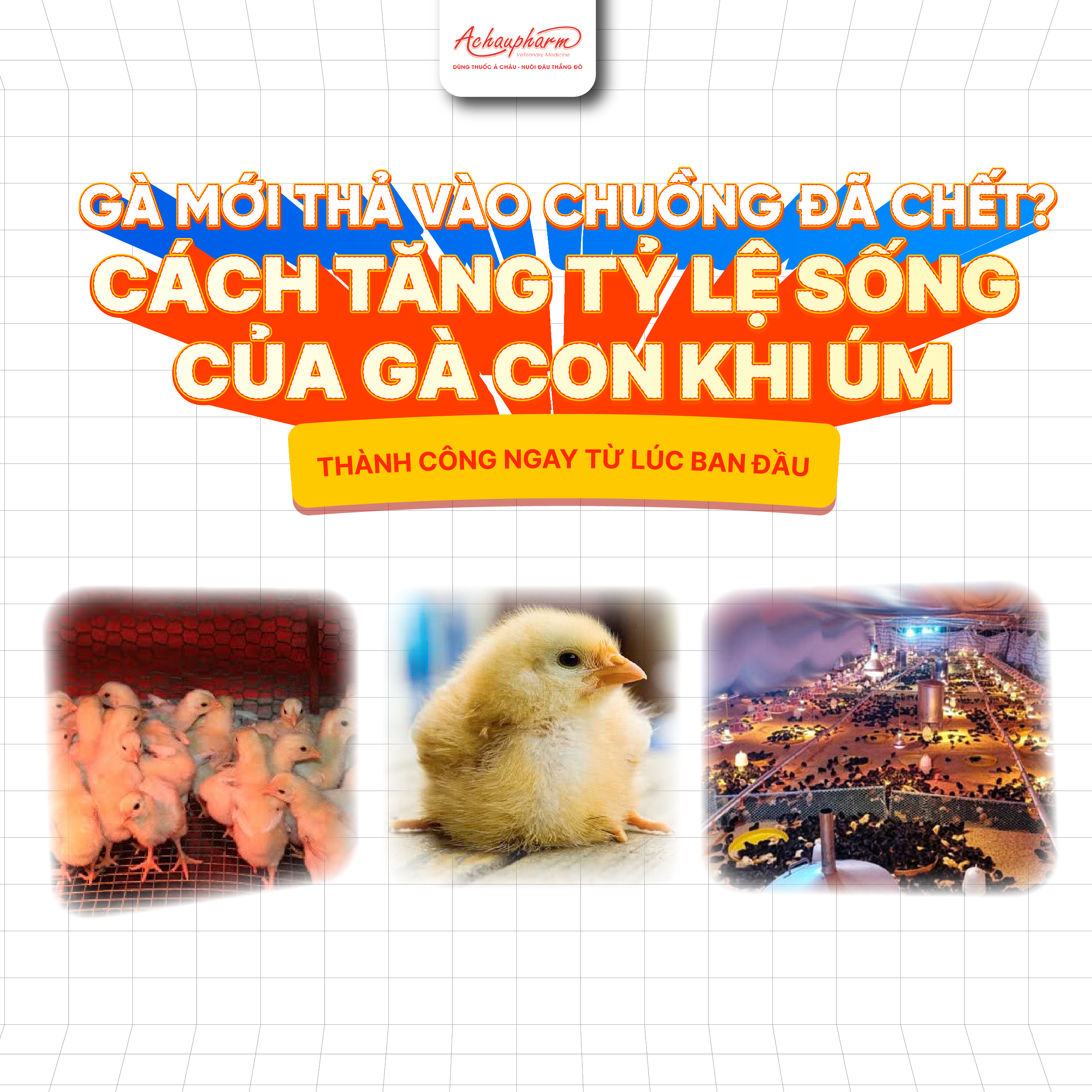 tăng tỷ lệ sống của gà con khi úm