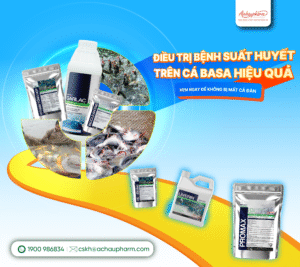 điều trị bệnh xuất huyết ở cá basa hiệu quả nhất