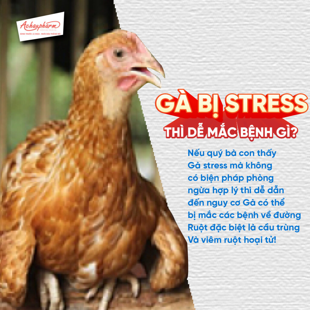 gà bị stress dễ mắc bệnh cầu trùng không?