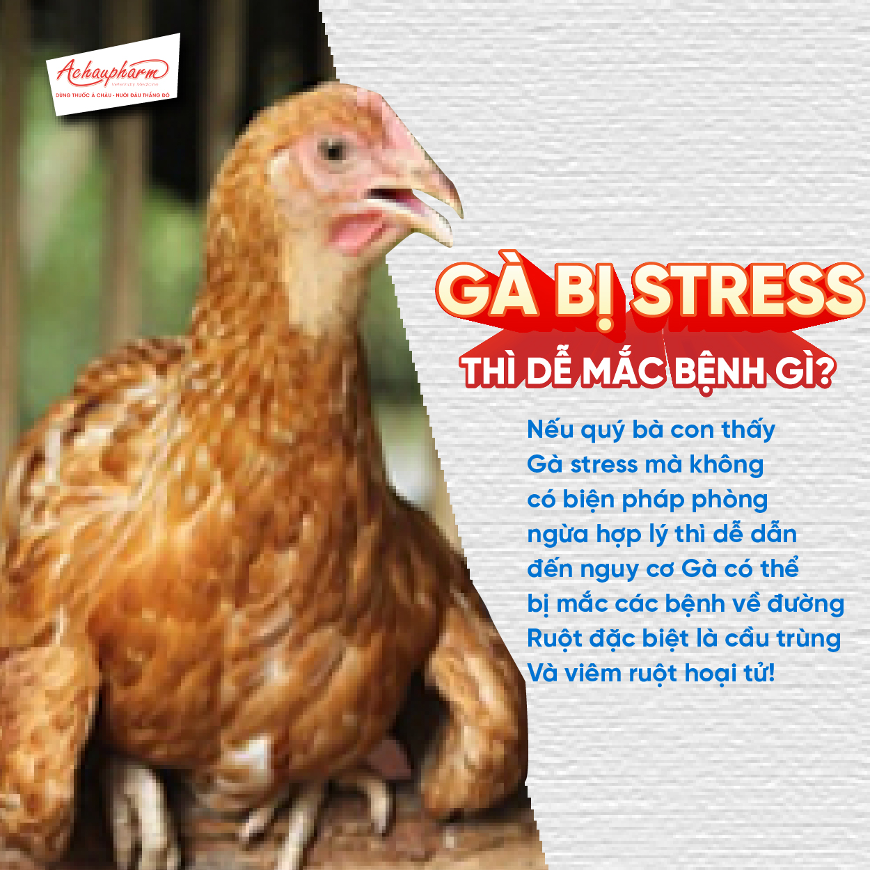 gà bị stress dễ mắc bệnh cầu trùng không?