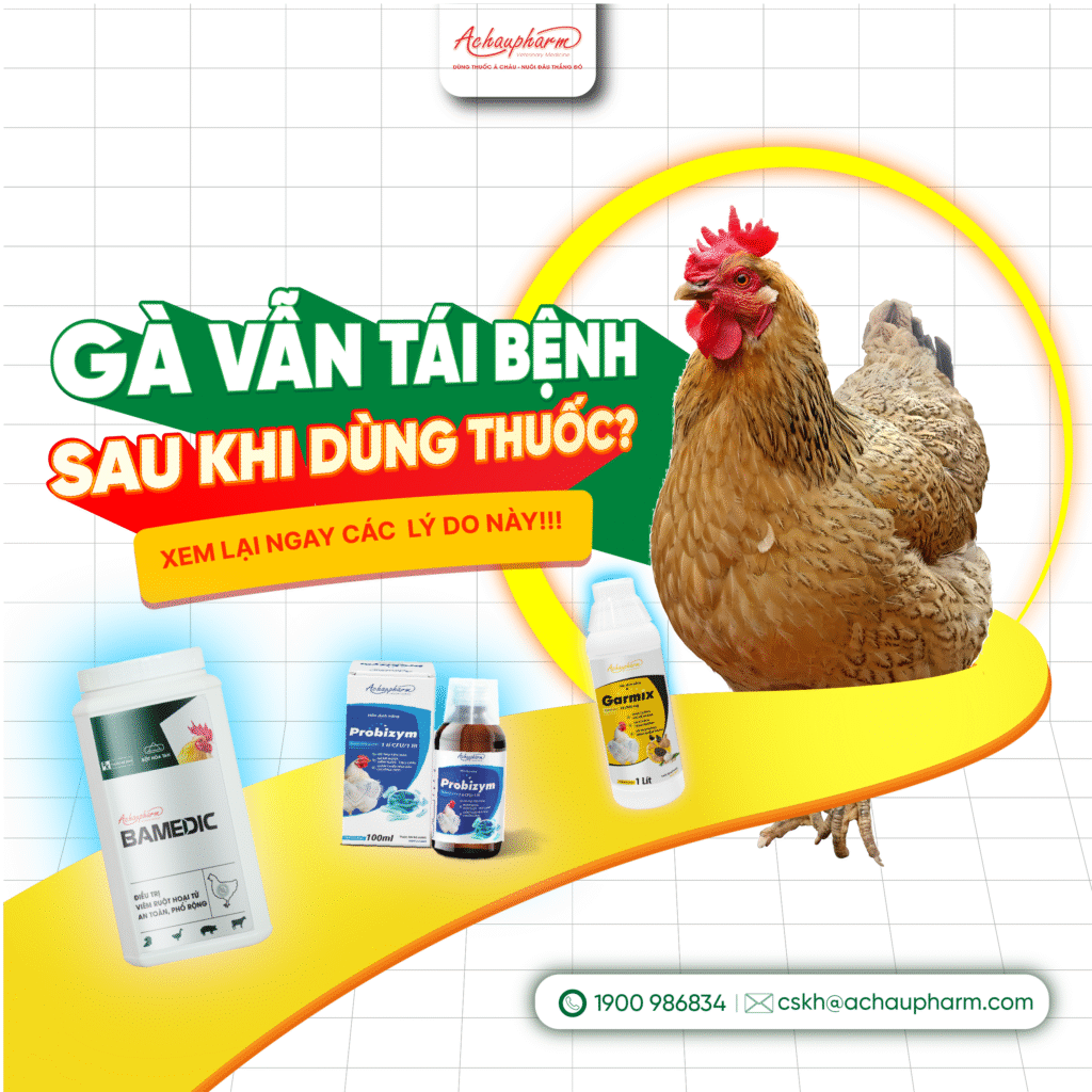 sao gà dùng thuốc nhưng vẫn tái bệnh