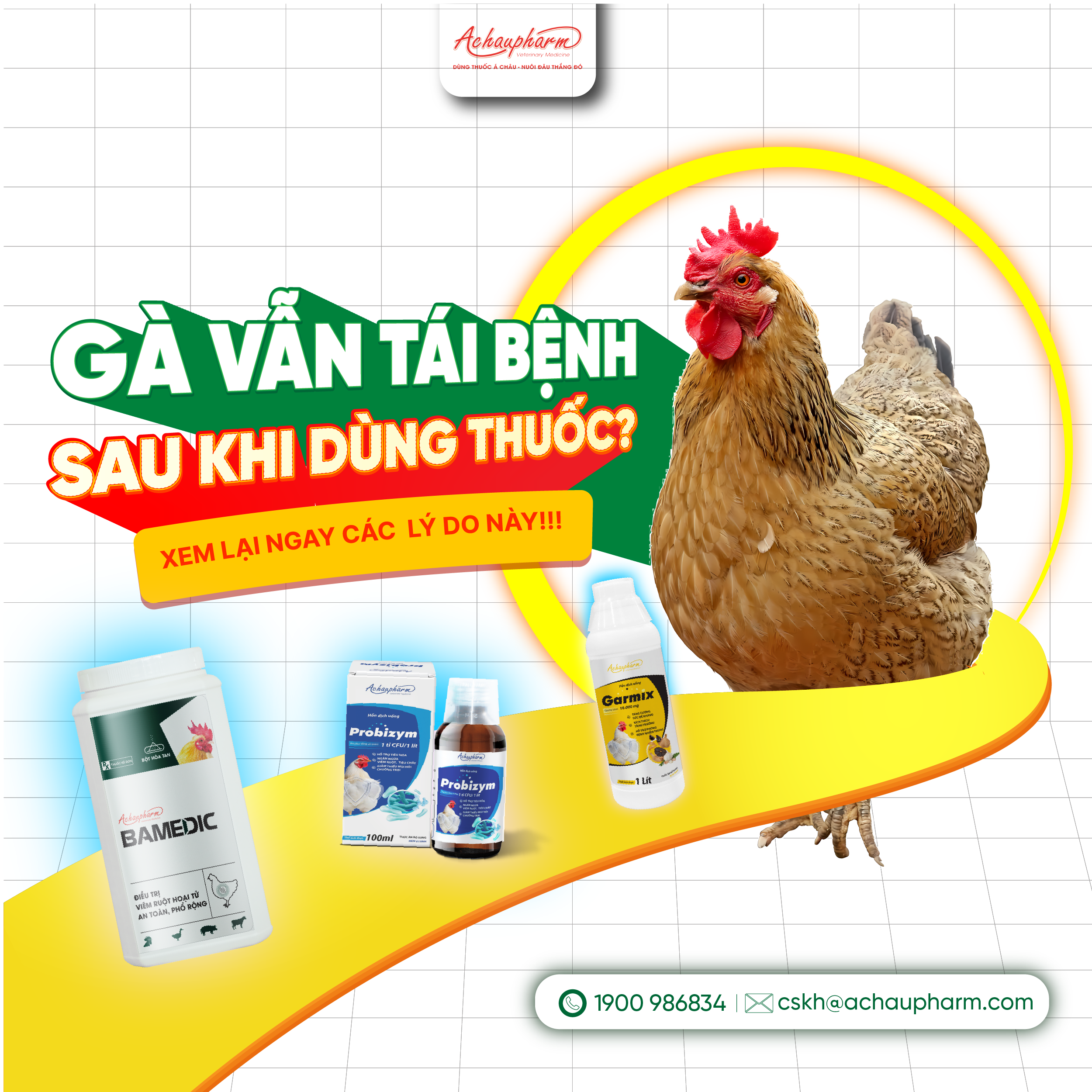 sao gà dùng thuốc nhưng vẫn tái bệnh