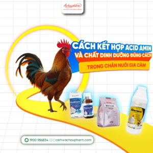 kết hợp acid amin với các chất dinh dưỡng khác trong chăn nuôi gà