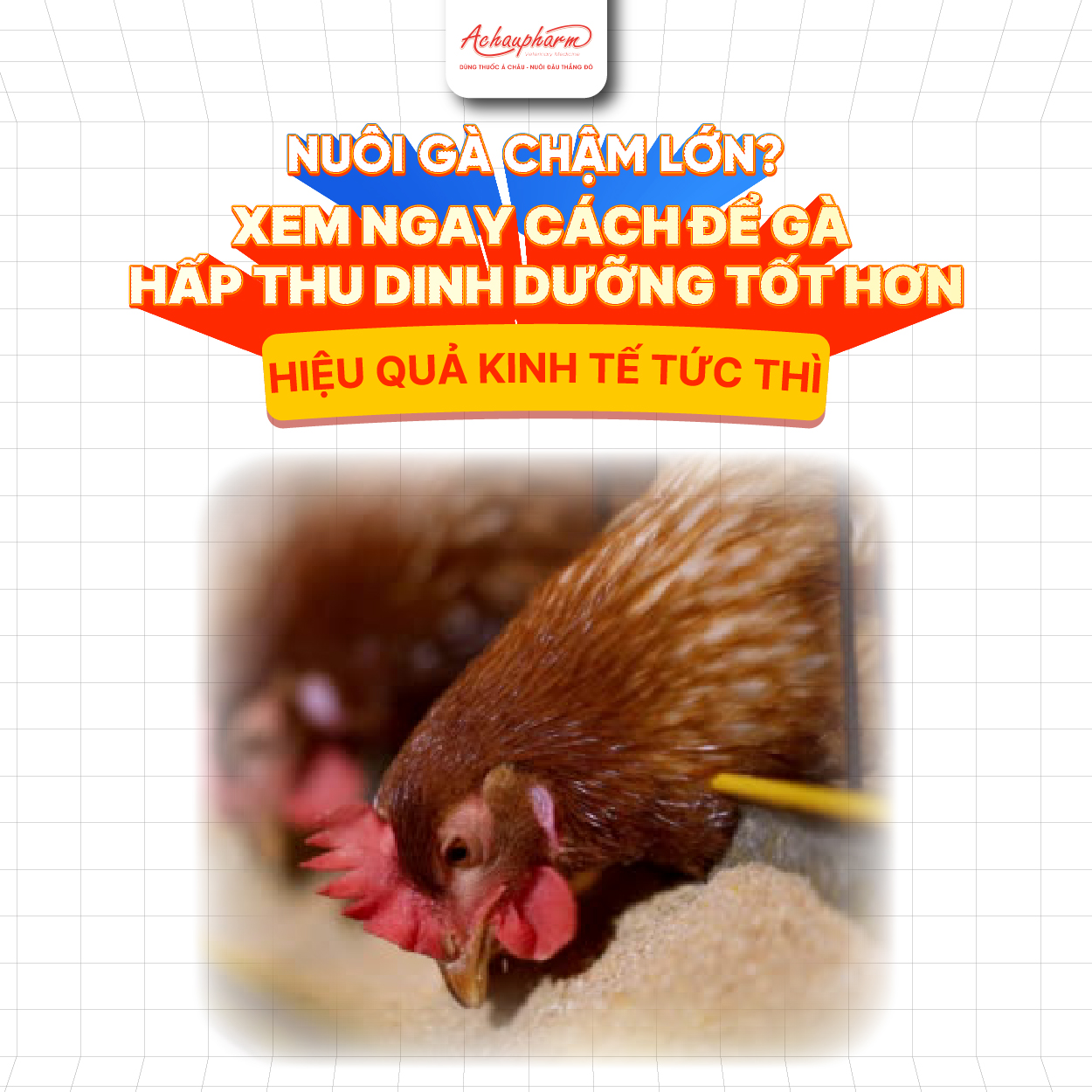 làm sao để gà hấp thụ dinh dưỡng tốt hơn