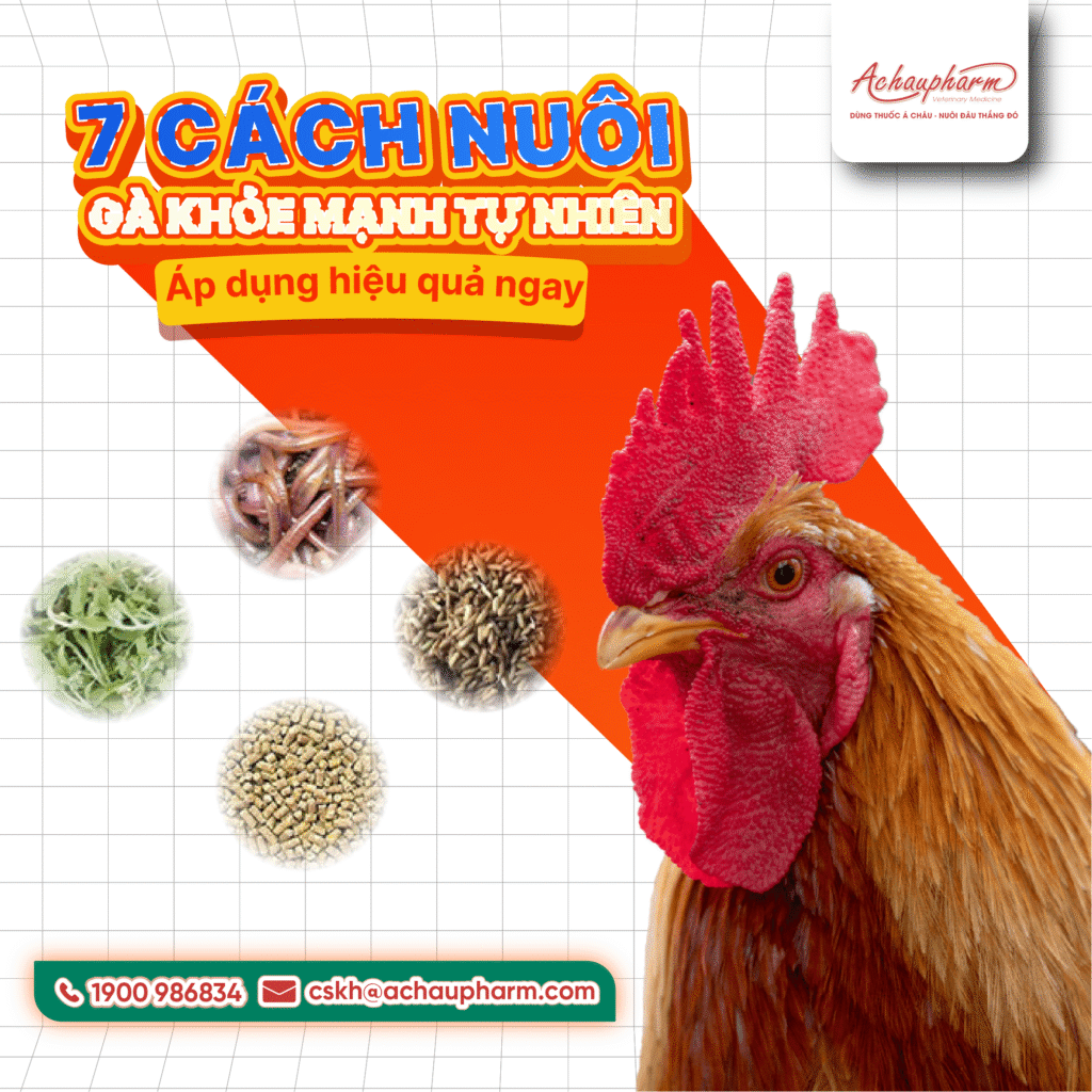 nuôi gà khỏe mạnh tự nhiên