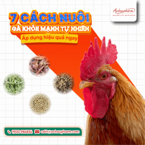 nuôi gà khỏe mạnh tự nhiên