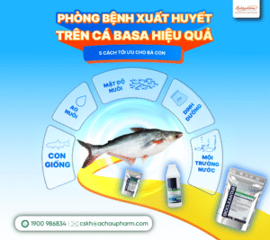 phòng bệnh xuất huyết trên cá Basa