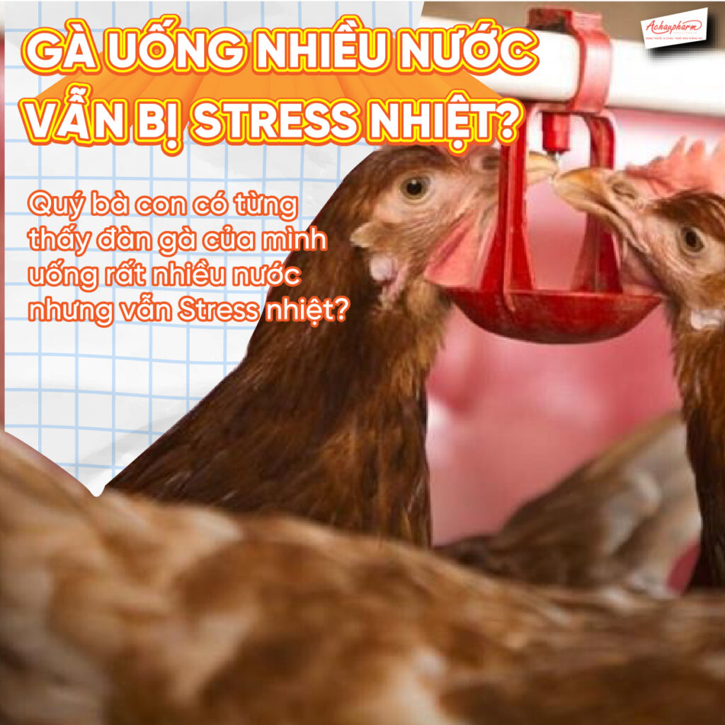 gà uống nhiều nước nhưng vẫn bị stress nhiệt