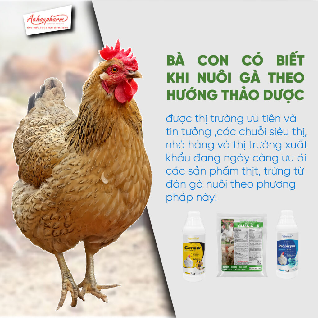 sản phẩm tăng miễn dịch cho gà