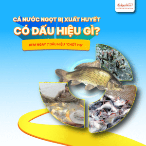 Làm sao nhận biết cá nước ngọt bị bệnh xuất huyết?