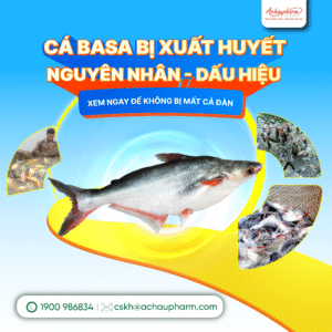 tại sao cá basa bị bệnh suất huyết?
