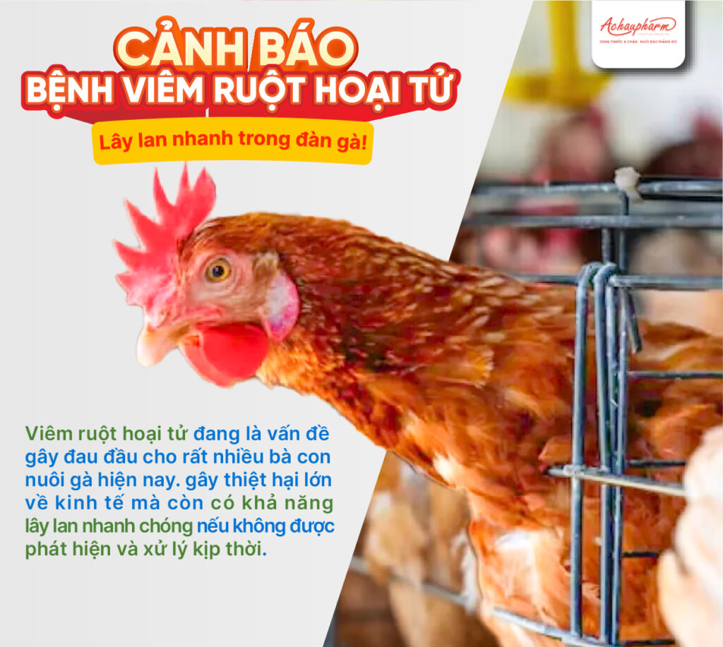 viêm ruột hoại tử lây nhanh trong đàn gà