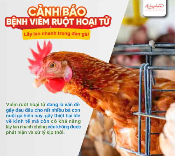 viêm ruột hoại tử lây nhanh trong đàn gà