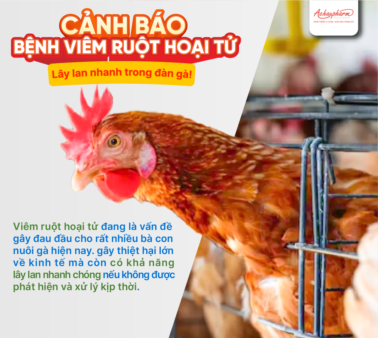 viêm ruột hoại tử lây nhanh trong đàn gà