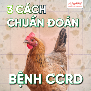 3 cách chẩn đoán E.coli ghép CRD ở gà chính xác