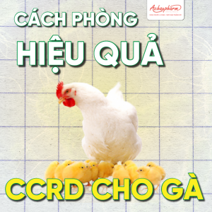 5 cách phòng bệnh CCRD cho gà hiệu quả