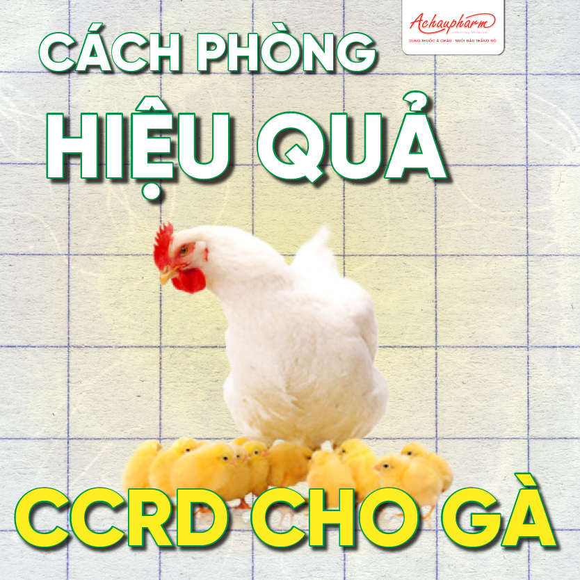 5 cách phòng bệnh CCRD cho gà hiệu quả