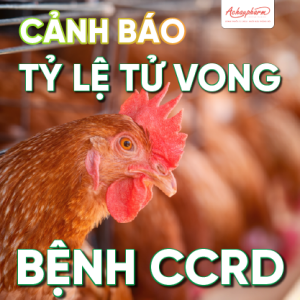 Tỷ lệ chết do bệnh CCRD ở gà