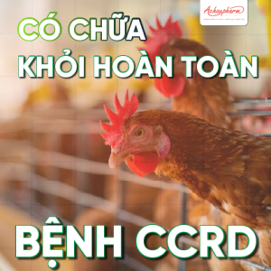 CCRD có chữa khỏi hoàn toàn không?