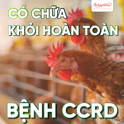 CCRD có chữa khỏi hoàn toàn không?