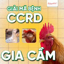 Bệnh CCRD ở gia cầm
