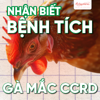 đặc điểm bệnh tích E.coli ghép CRD