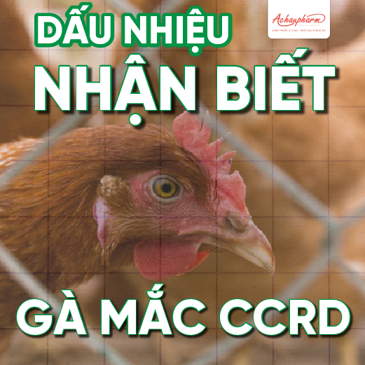 dấu hiệu nhận biết sớm bệnh E.coli ghép CRD ở gà