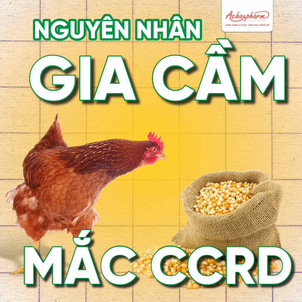 nguyên nhân khiến gà mắc E.coli ghép CRD