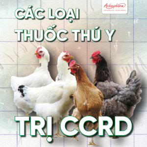 thuoc thu y tri E.coli ghep CRD hieu qua 1